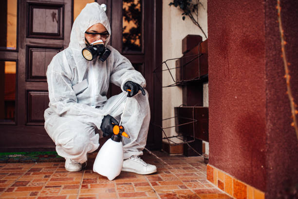 Attic and Crawl Space Rodent Treatment in East Falmouth