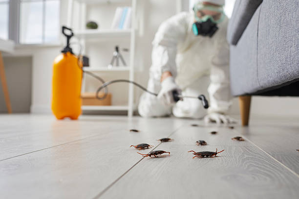 Commercial Rodent Management in East Falmouth